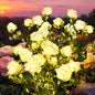 GIGALUMI Artificial Roses Solar Lights (4 Pack)
